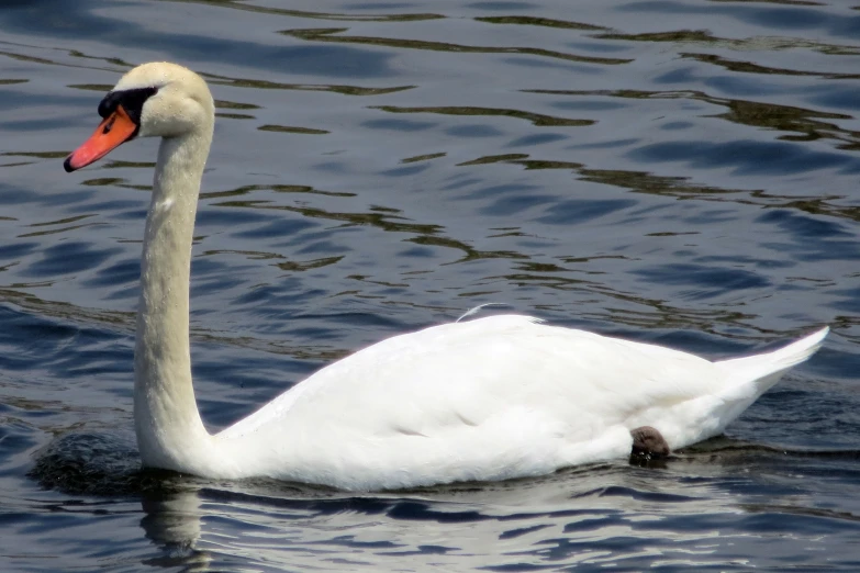 white swan swimming in calm body of water