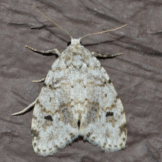 close up of large moth on blanketed surface in daytime