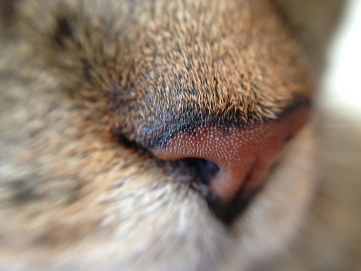 a close - up of the eye and nose of a cat
