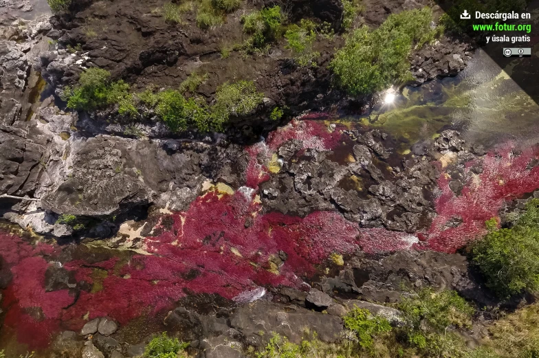 the view from an airplane flying over a stream in the woods