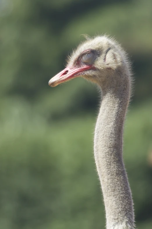 an ostrich has it's beak open and eyes shut