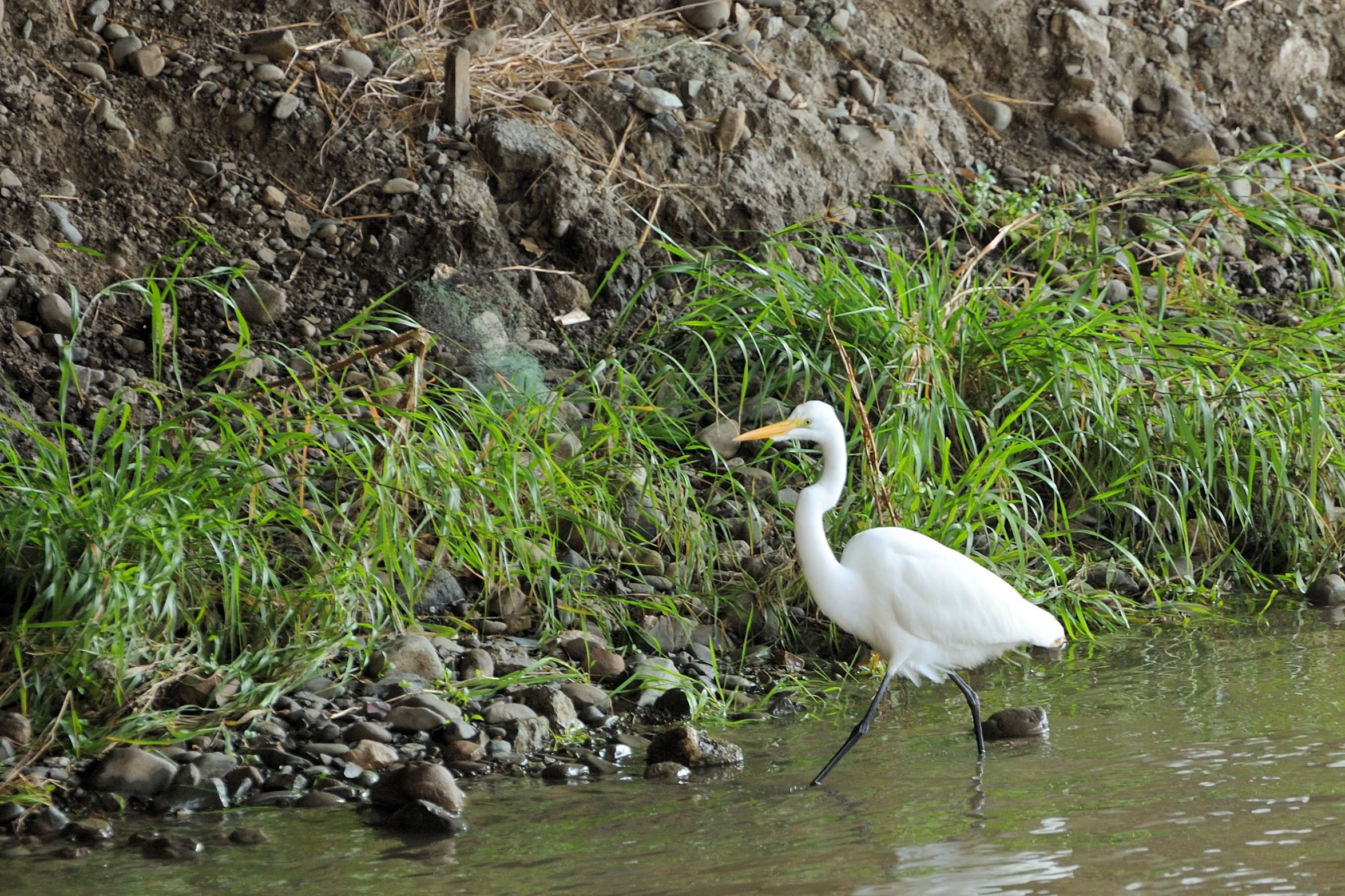 white bird standing in the water with a fish in its mouth