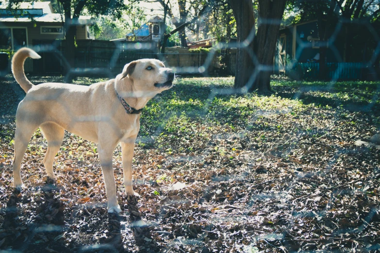 an adult dog outside in the park standing on leaves