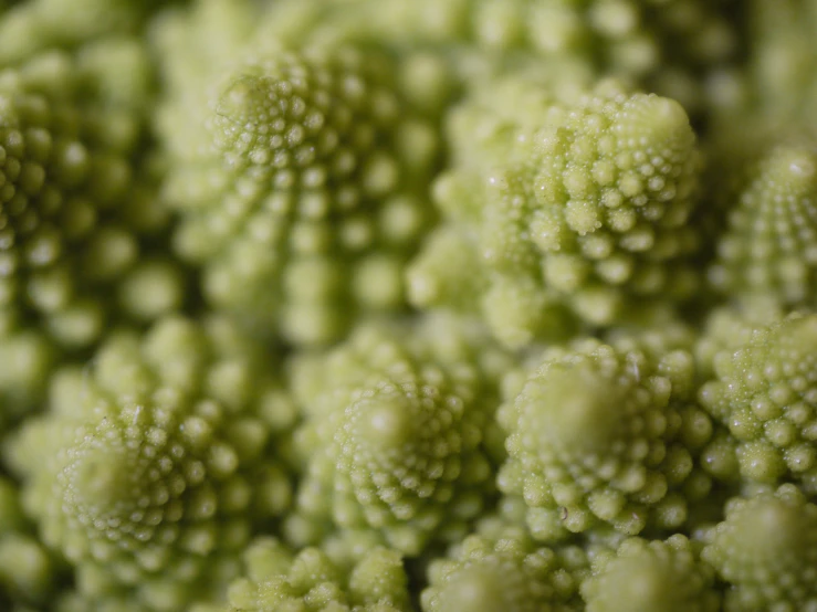 closeup of the tiny pieces of broccoli