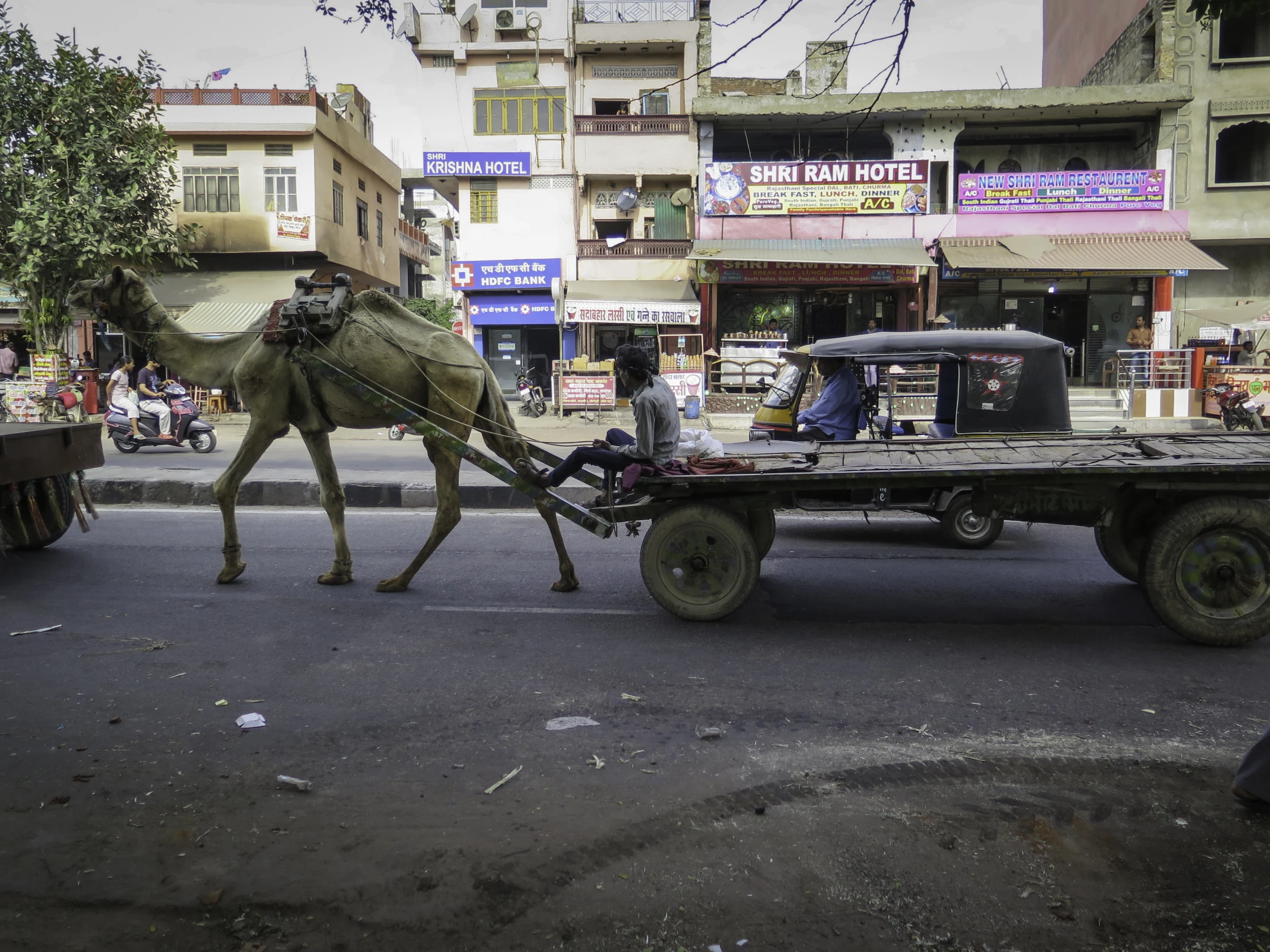 a truck pulling a wagon carrying a camel on the street