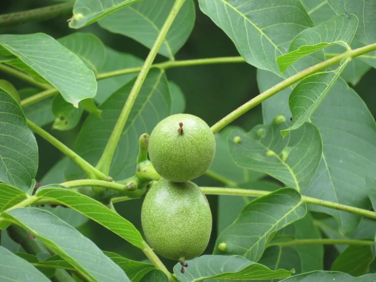 two green fruit hanging off the side of a tree