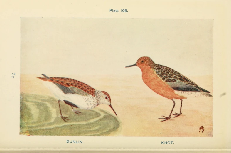 an illustration showing two birds in a water dle