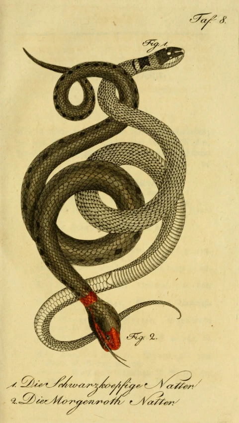 a painting of a snake with it's head in the air