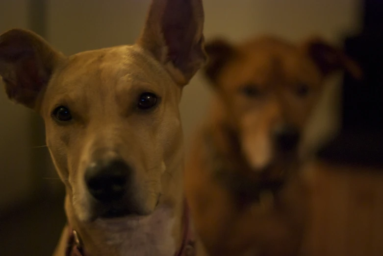 two brown and white dogs sitting down