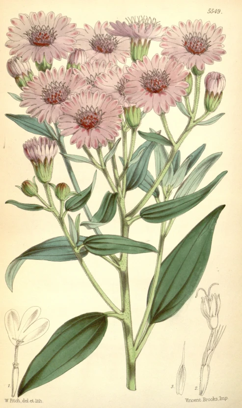 pink flowers are shown in this antique botanical illustration