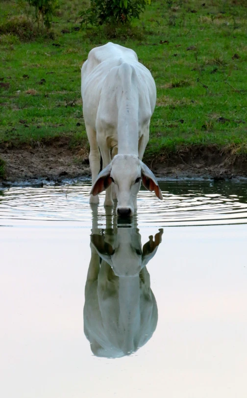 the cow is eating grass by the water