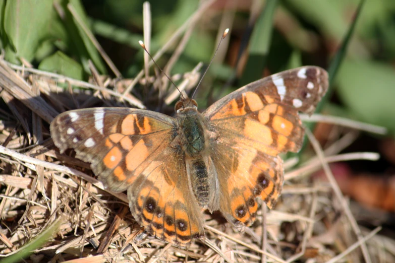 a erfly sitting on top of a pile of dry grass