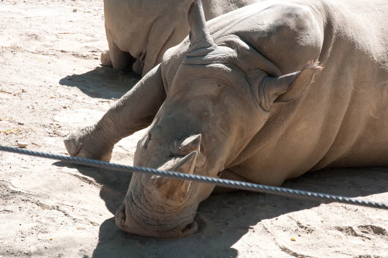 two rhinos standing next to each other in the dirt