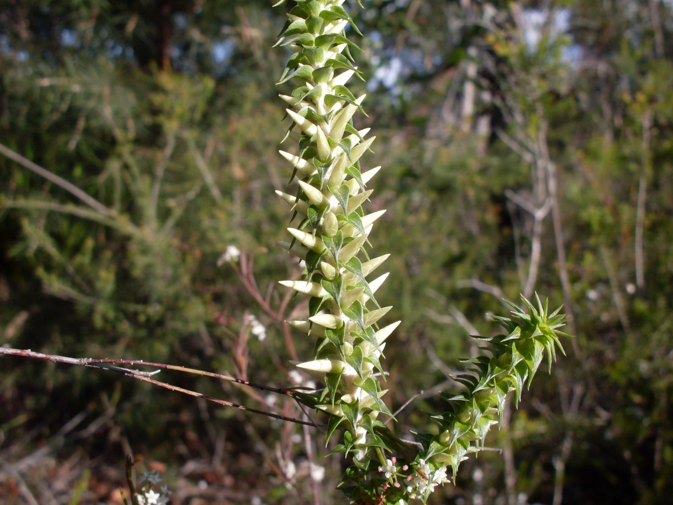 closeup of a plant with small green flowers