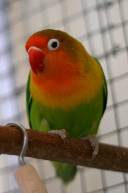 a colorful bird sits on a perch near a cage