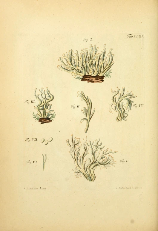 various types of seaweed and plant life