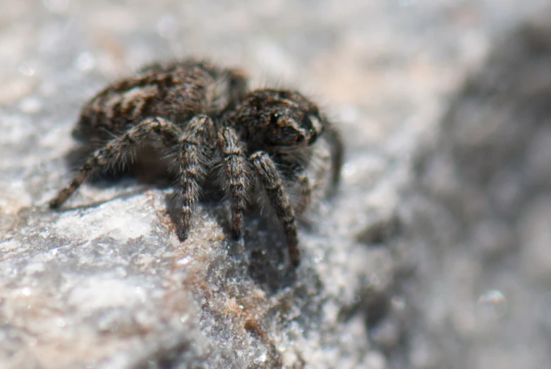 a close up s of a jumping spider on a rock