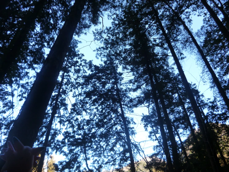 a row of trees with tall, thin trees