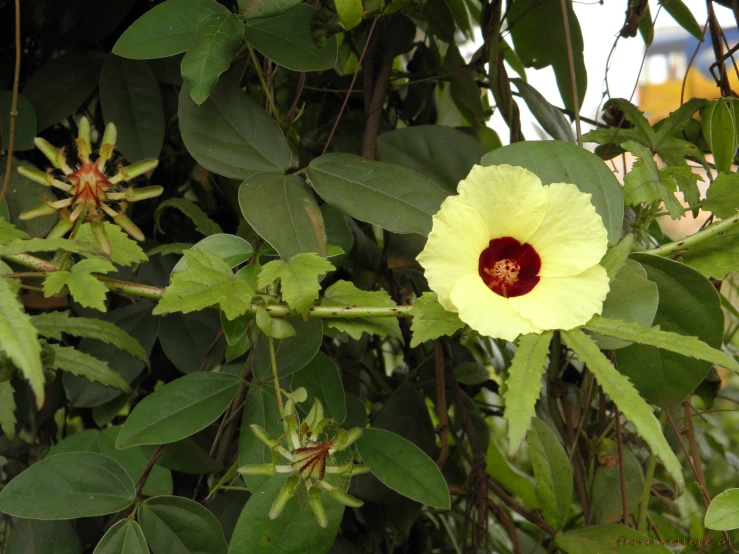 the large flower is growing on top of a tree