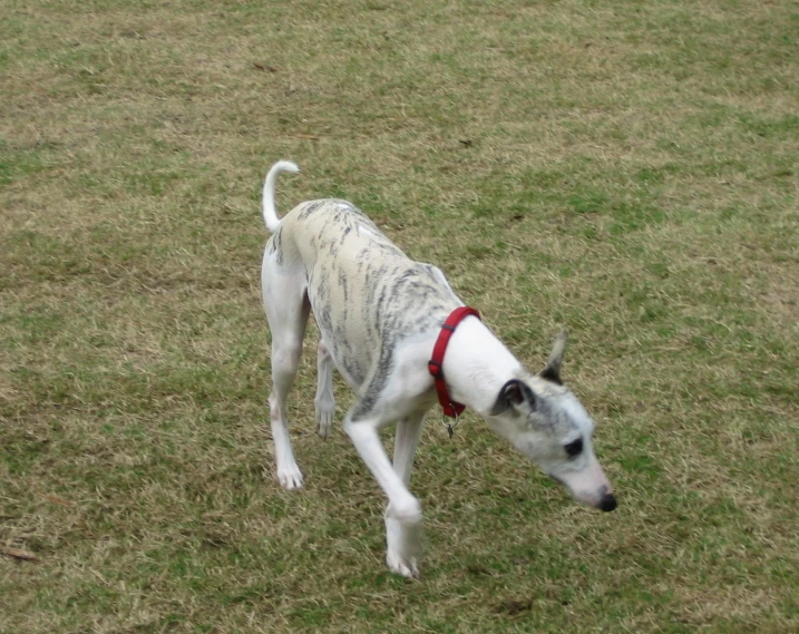 a white dog standing on top of a lush green field