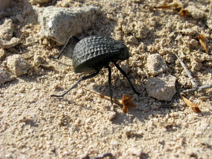 a black beetle standing on the sand in the middle of the day