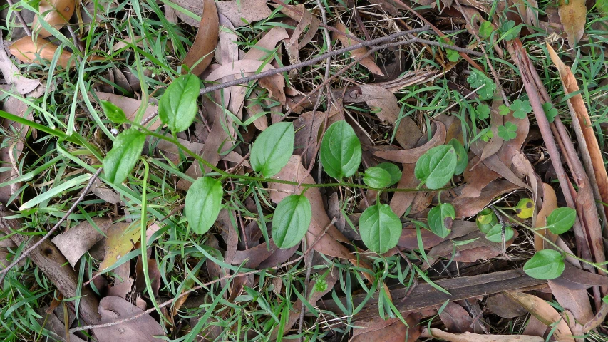 a grass and leaf covered yard with some nches and leaves