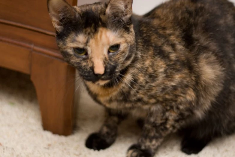 a cat sitting next to a chair on a carpet