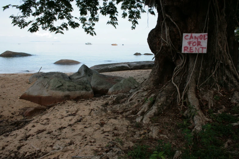 a sign hanging from a tree at the beach