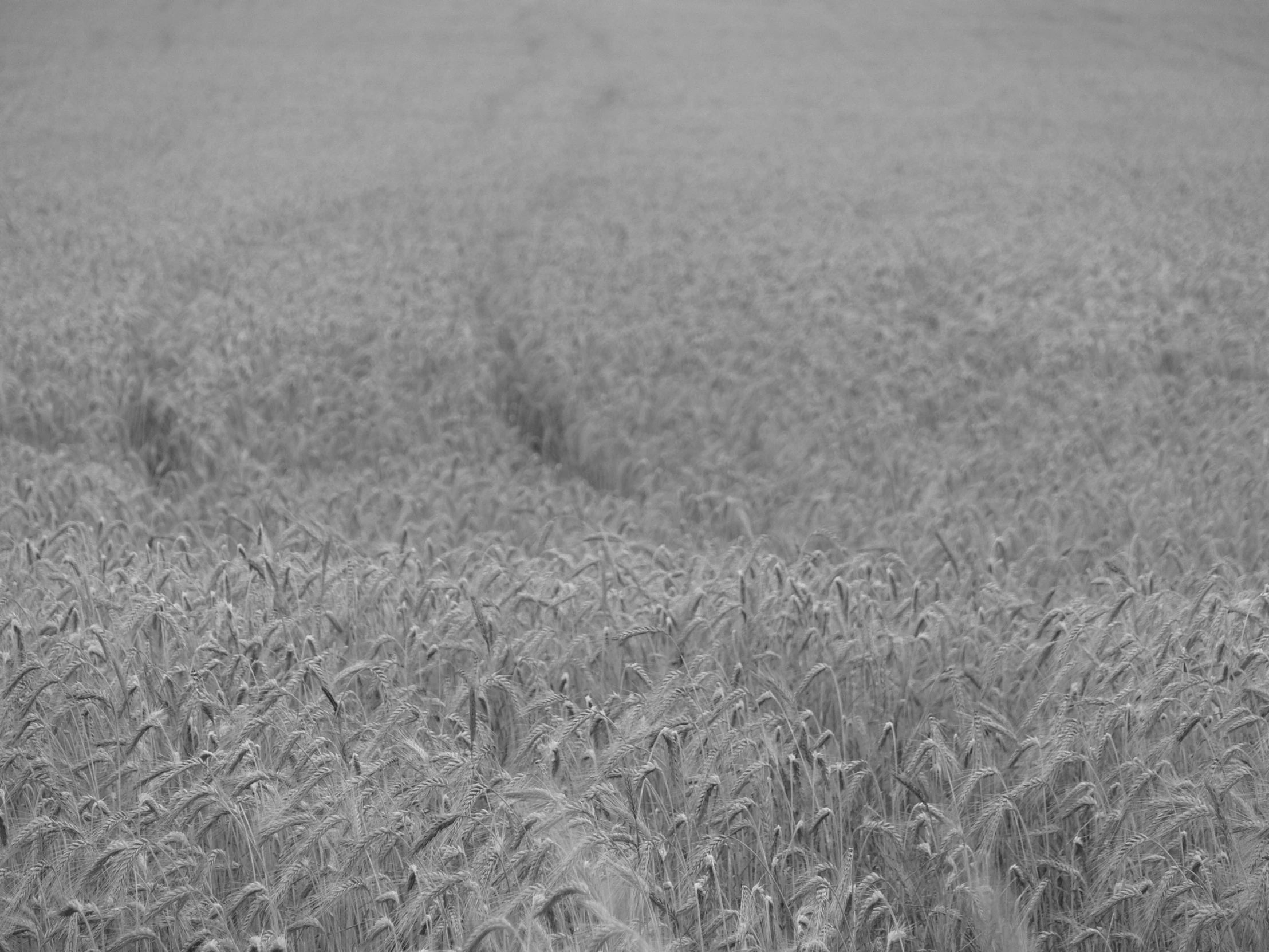 black and white pograph of an open field