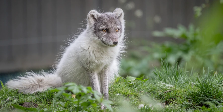 an animal that is sitting in the grass