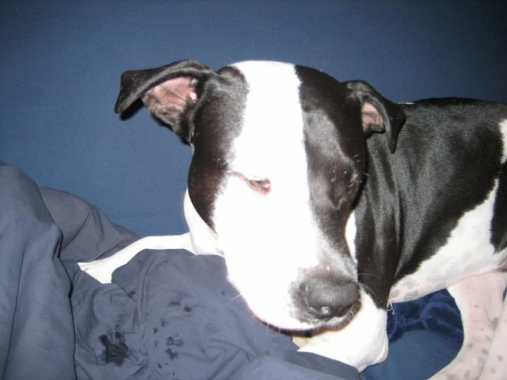 dog sleeping on a bed with blue sheets