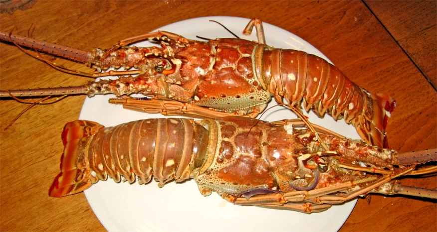 two cooked lobsters on a plate are sitting on a table