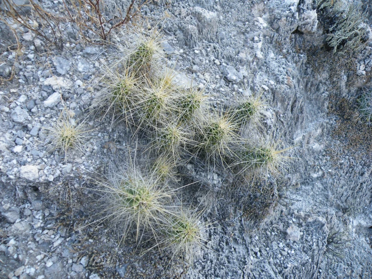 the plant life of a large cactus on a rocky hillside