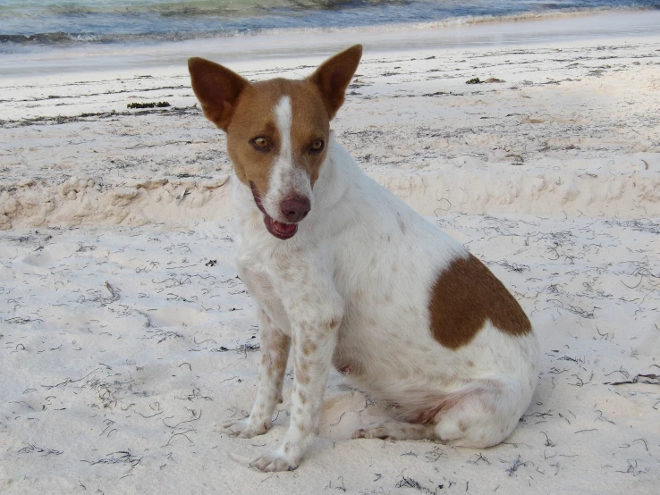 the dog is on the beach staring intently