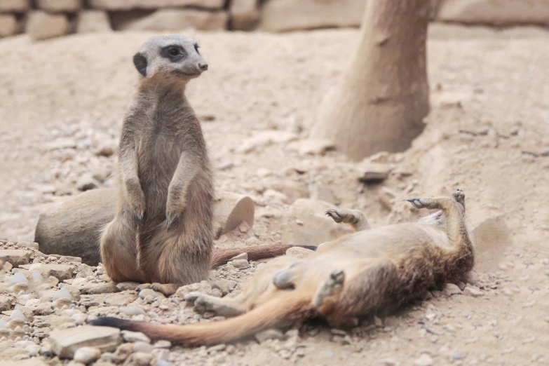 two animals standing on their hind legs next to each other