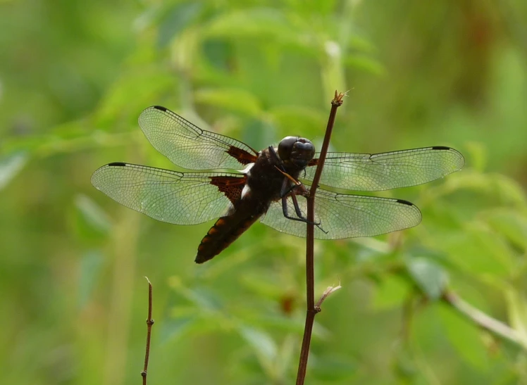 a pair of large black and brown insect siting on some kind of leafy plant