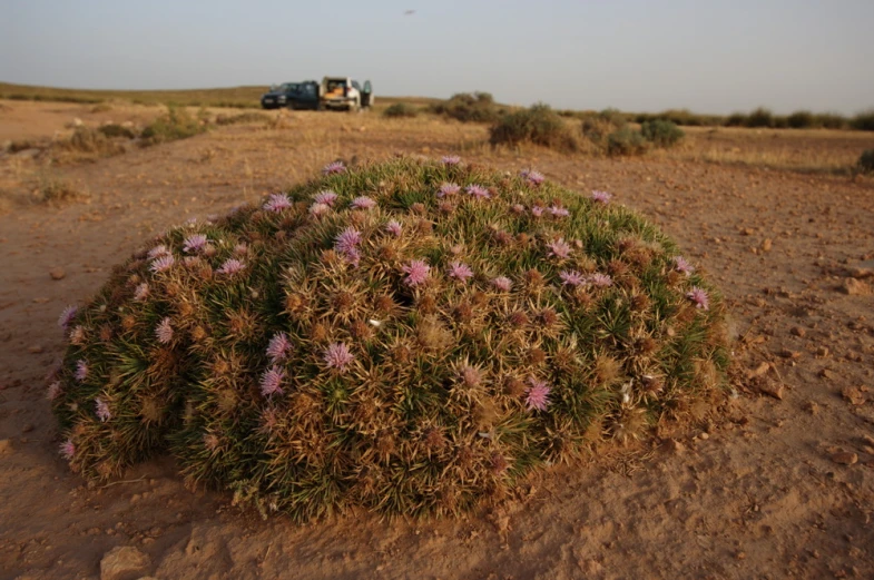 small pink flowers surrounded by sand in a desert