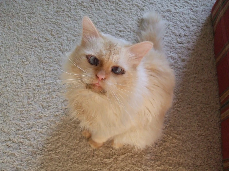 an adorable orange cat sitting on a carpet