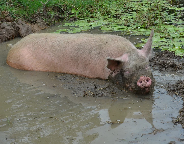 a small pig is laying in the mud