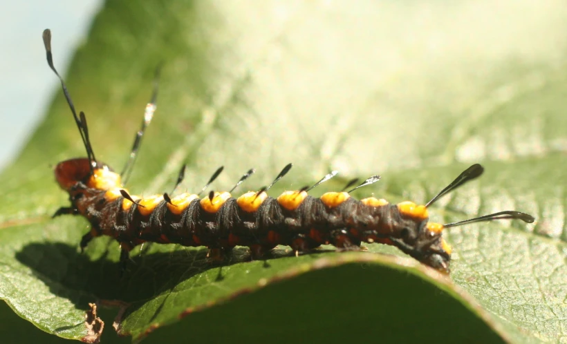 a large caterpillar on a green leaf