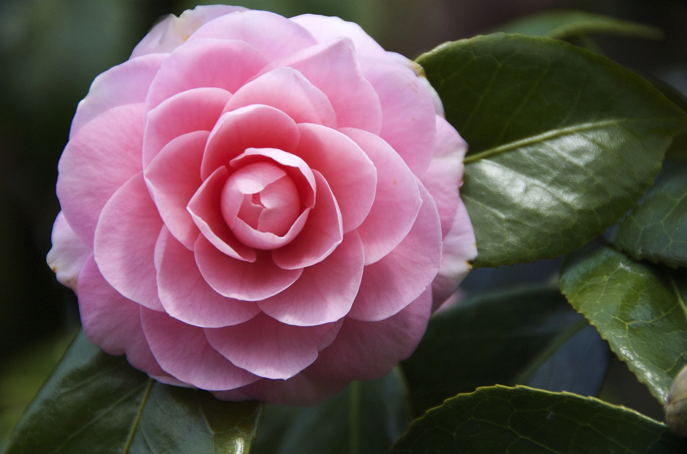 pink rose budding on the side of a tree