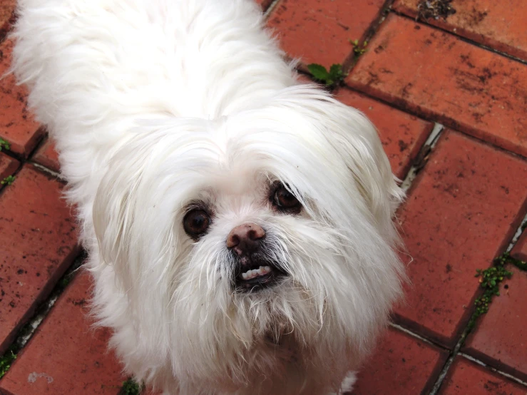 a white dog standing on top of a red brick floor