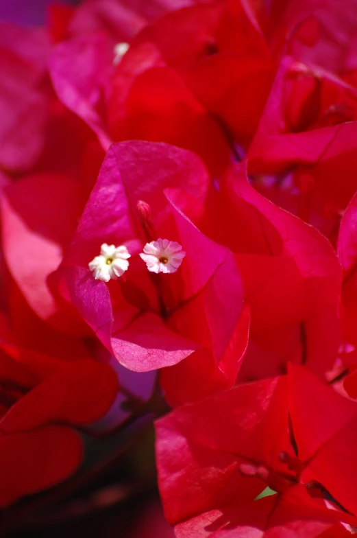 bright red flowers with white centers blooming in the sun