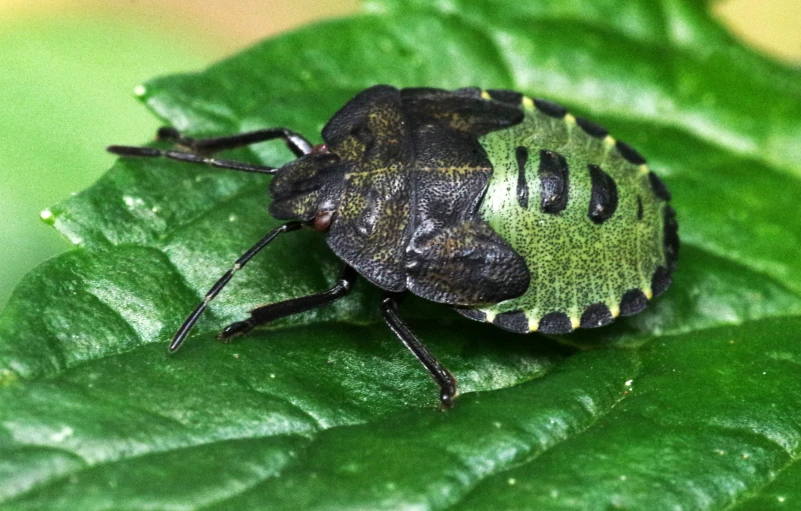 a bug sitting on top of a green leaf