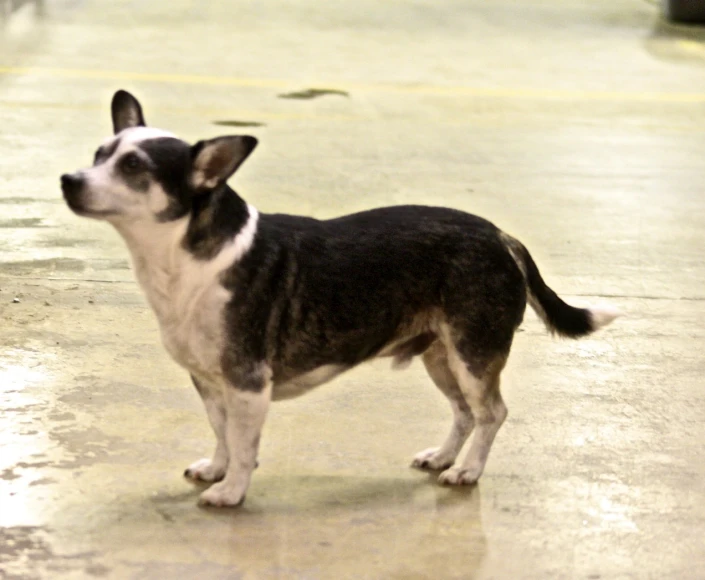 there is a small black and white dog standing on cement