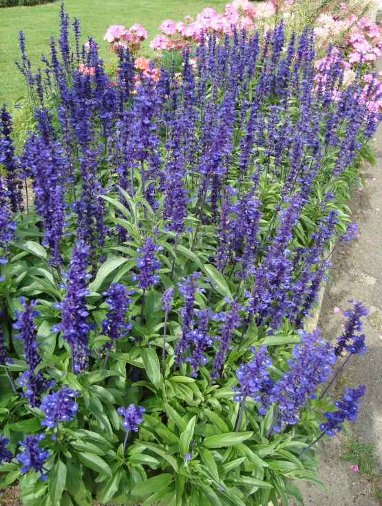 flowers are in the middle of a flower bed