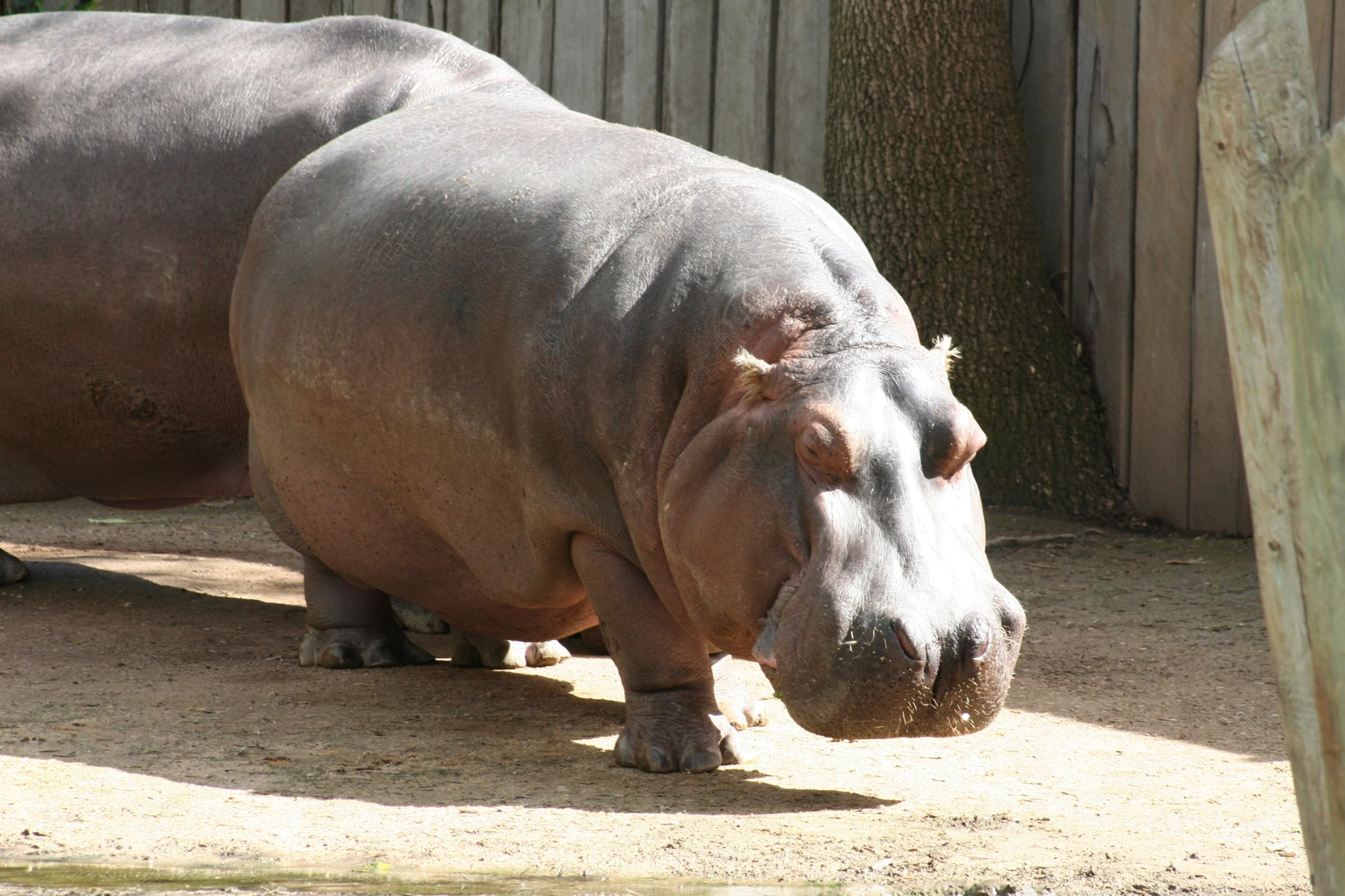 the hippopotamus was in an enclosure at the zoo