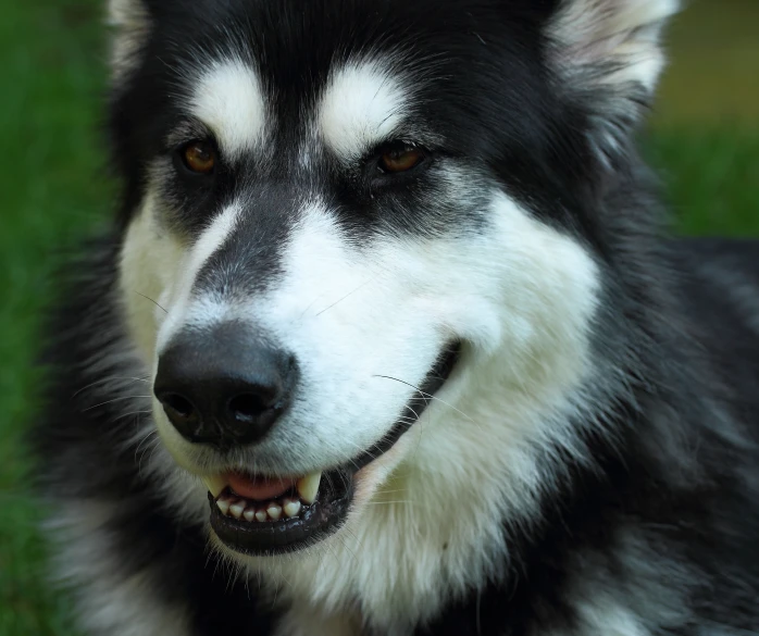 a dog has dark and white hair on it's head