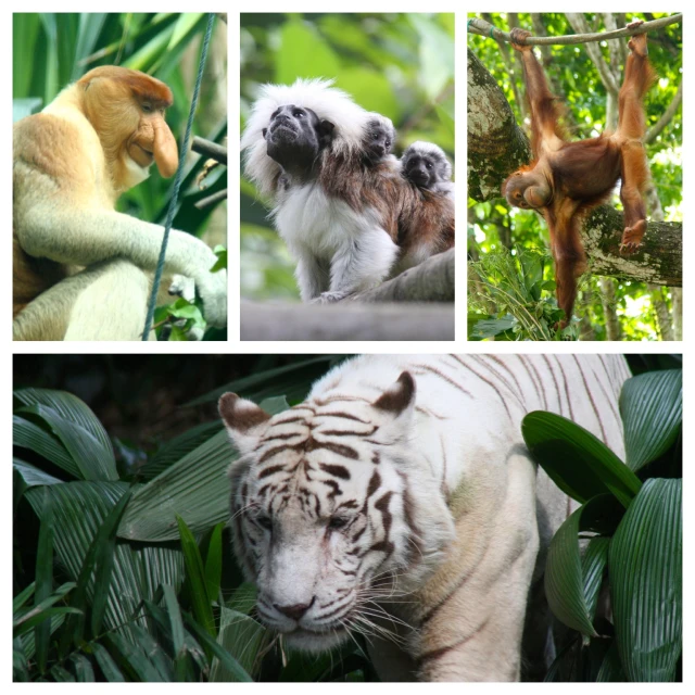 animals that are in the jungle and on tree nches