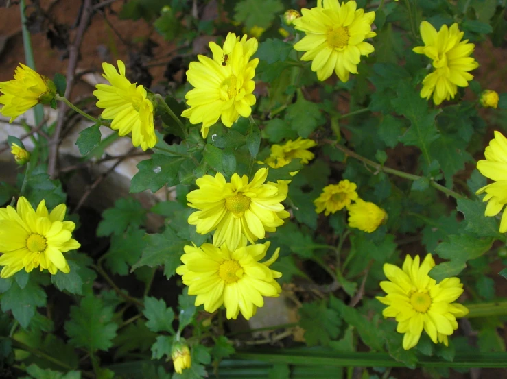 a large group of yellow flowers with green leaves